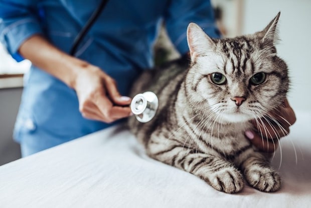 猫の健康チェック