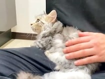 お風呂に入った子猫→ドライヤーで乾かしていたら、眠くなった様子で…『愛おしい光景』に「頑張ったね」「ほんとに赤ちゃんみたい」と反響