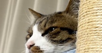 ベッドのフチに顔を乗せて『くつろいでいた猫』→アゴが……思わず笑ってしまう瞬間にSNSで反響「ジワジワきた」「めっちゃ好き」