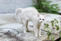 猫の『しっぽが膨らむ』ときの理由5選　隠された心理や上手な対処法も解説