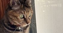 鳥を眺めていた猫→スッと立ち上がって…なんともいえない『座り方』に３万いいね「ぬいぐるみみたいｗ」「野生の目をしているｗ」と話題