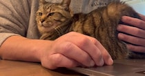 パソコンで作業をしようとすると、『甘えん坊な猫』がやって来て…可愛すぎる光景に癒される人が続出「たまらんね〜」「最高に幸せだね」
