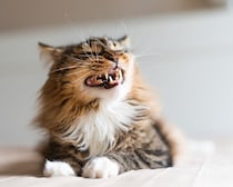 よだれ？違和感？猫の『口の異変』で確認すべき3つのこと【獣医師執筆】