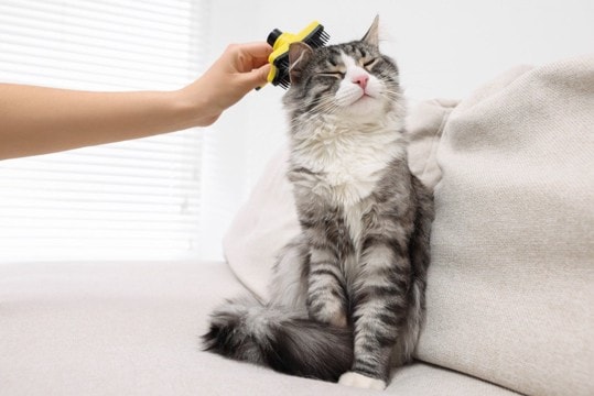「猫にスキンケアって必要なの？」毛づくろいだけでは防げない皮膚トラブル対策とは？【獣医師執筆】