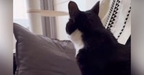 猫を『病院で間違えられた名前』で呼んでみたら……驚きの『賢すぎる反応』が27万再生「ナンチャラｗｗ」「根に持ってるのかなｗ」と反響