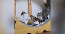 キャットホイールで遊ぶ猫たち→1匹が動き出したら…『まさかの展開』に爆笑の声「声出して笑ったｗ」「コントじゃんｗ」と21万再生