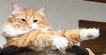 キャットタワーにいた2匹の猫、『おてて』をよく見ると…変身ポーズのような光景に「スーパーヒーローｗ」「にゃ面ライダー爆誕」と1万いいね