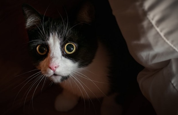 怖がる猫