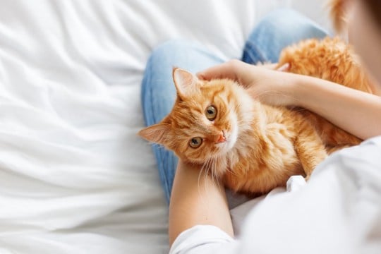 愛猫の『信用を失う』避けるべきNG行為5選　不信感を抱く理由や信頼回復する方法まで