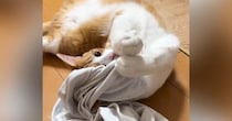 猫がお兄ちゃんの『汗臭いTシャツ』を嗅いだ結果…ママ困惑の『とんでもない光景』が46万再生「マタタビ超えたｗ」「きっと野生の匂いｗ」
