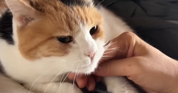 飼い主に甘えたくて『布団の上で猛アピールする三毛猫』…可愛すぎる光景に悶絶の声続出「可愛さに発狂しそうになった」「布団になりたい」