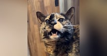 18歳の猫に『にゃんにゃん』と声をかけてみると…次の瞬間→思わず感動の『賢すぎる反応』に「天才じゃん」「おーって言っちゃったｗ」の声