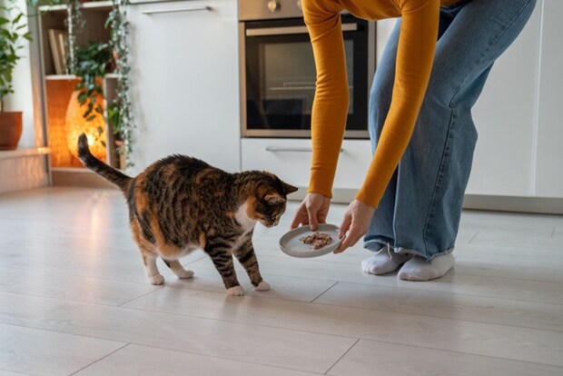 ごはんをもらう太った猫