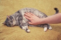 猫の『お腹が膨らんでいる』ときに考えられる原因5つ　肥満との違いや適切な対処法まで