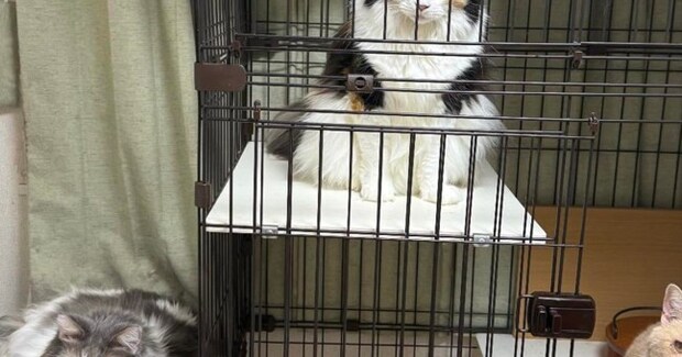 『あ、可愛い!』と思って『集合していた猫たち』を撮った結果…まさかの『衝撃的な表情』に「メンチ切ってる感好きw」「何があったw」