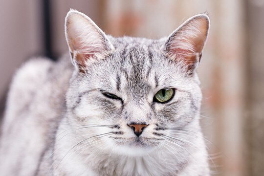 猫の目トラブル、放置は危険?めやに・充血・開きにくい時のチェックポイント【獣医師執筆】