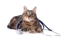 ある日突然…？猫の心筋症は“静かに進行”する心臓の病気。早期発見のポイントは？【獣医師執筆】