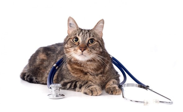 ある日突然…?猫の心筋症は“静かに進行”する心臓の病気。早期発見のポイントは?【獣医師執筆】
