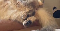 猫がいる方向から『謎の音』→何かと思ったら…『まさかの行動』に笑ってしまう人が続出「楽しんでいそうｗ」「暑くなってきたからねｗ」