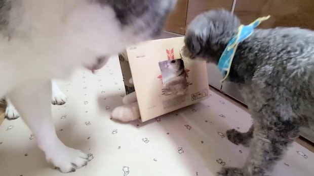 子猫に『穴を開けた段ボール箱』をあげたら、『先輩犬』たちが……まさかの展開が22万再生「わちゃわちゃが凄いｗ」「最高に癒された」