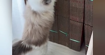 猫が引っ越し用の『大量のダンボール』を見た結果…笑ってしまう光景に１万いいね「うっきうきｗ」「やっぱり新品よねｗ」と話題