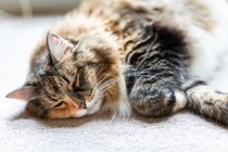 猫の急死につながる『心筋症』3つのタイプ別の特徴　見逃せない症状や気づくための方法