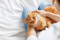 猫の体も『むくむ』ことがあるの？起こりやすい部位や病気の可能性まで解説