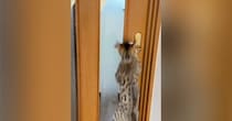扉を開けようとする『2匹の猫』→ドアノブを触ると……『開け方の違い』が面白いと26万再生「人間みたいにｗ」「驚いた」と反響