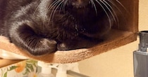 人嫌いだった保護猫が今では『変顔』を見せてくれて…かわいすぎる表情に「なんてお茶目」「ベストショット」とSNSで反響