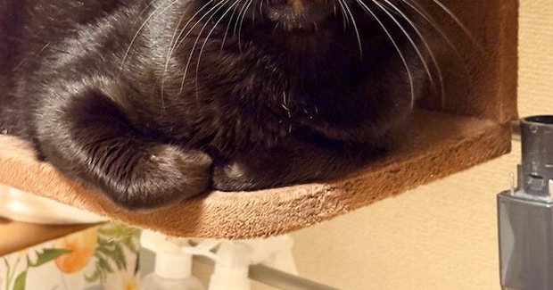 人嫌いだった保護猫が今では『変顔』を見せてくれて…かわいすぎる表情に「なんてお茶目」「ベストショット」とSNSで反響
