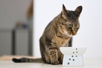 猫の飼い主がやってはいけない『絶対NG行為』6選　愛猫のストレスとなる理由や起こりうるトラブル