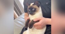 膝の上に座るネコの『おてて』で遊んでいると……思わず笑ってしまう『かわいい反応』に反響「されるがままｗ」「良い焦げ具合」