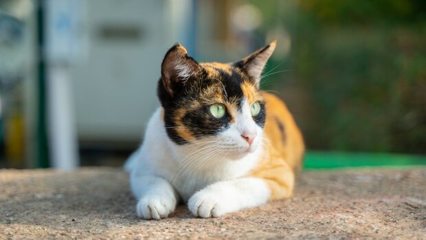 きれいな三毛猫