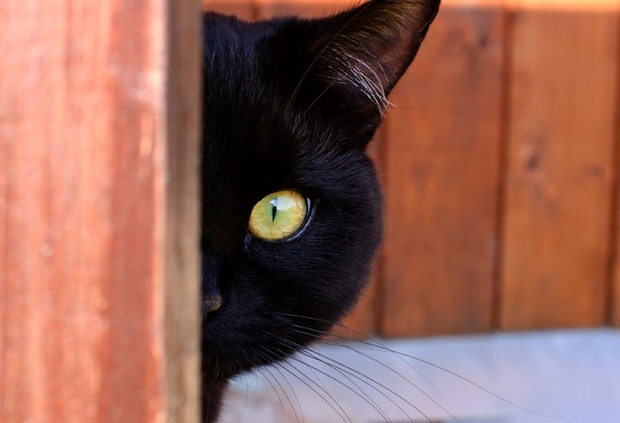 覗く黒猫