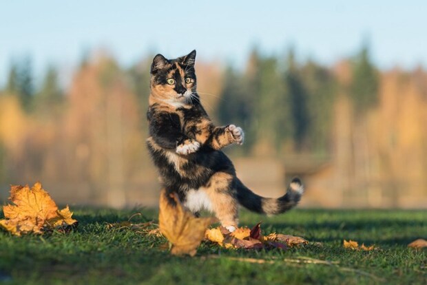 歌いながら踊る猫