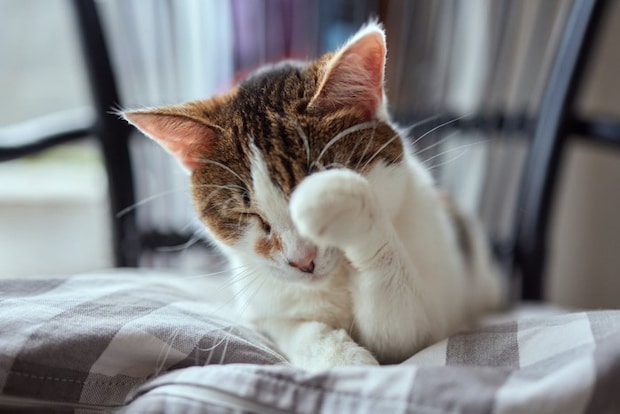 顔を洗う猫