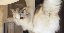 飼い主さんと遊びたい『ツンデレな猫』→『しっぽ』を見ると……尊すぎる瞬間に「可愛らしいｗ」「立派なモフモフシッポ」と反響