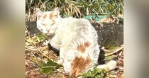 『ガリガリでボサボサだった野良猫』を保護→愛情を注いだ結果…別猫のような『現在の様子』に「もう泣きそう」「愛は偉大だね」と２万いいね