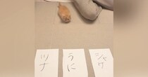 子猫に『自分の名前』を選ばせてみた結果→『向かった先』が……まさかの瞬間が137万再生「決め方がかわいいｗ」「決まったーｗ」と話題