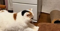 ソファを見たら、ネコが『まさかの体勢』をしていて…飼い主動揺の『クセ強すぎる光景』に「５度見するやつｗ」「体幹鍛えてるニャ」と反響