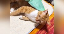 グルーミング用のグローブをはめていると、猫がやってきて…幸せいっぱいな光景に「愛情たっぷりのエステｗ」「ニヤニヤしちゃったｗ」の声