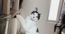 タンスを漁っていた猫→飼い主と目が合った次の瞬間…『まさかの展開』に「声出ちゃったｗ」「マンガみたいｗ」と笑ってしまう人が続出