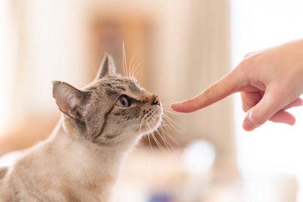 猫に挨拶