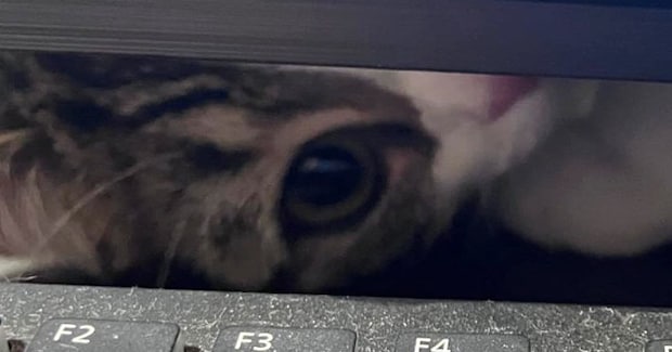 パソコンで勉強をしていると、猫が…いろいろな角度から見てくる『可愛すぎる光景』に３万いいね「勉強どころやないｗ」「集中できないｗ」