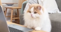猫が『リモート会議』に参加した結果→名前を呼ばれると……『可愛すぎる反応』に笑ってしまう人が続出「平和な世界ｗ」「不思議だよねｗ」