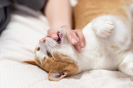 猫の『よだれ』が多く垂れているときの原因3つ　病気のリスクから取るべき対処法まで解説