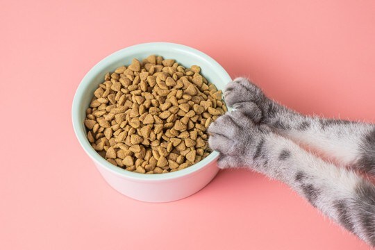 口の中が痛くてご飯を食べられない!猫の『治りにくい口内炎』正体とは?【獣医師執筆】