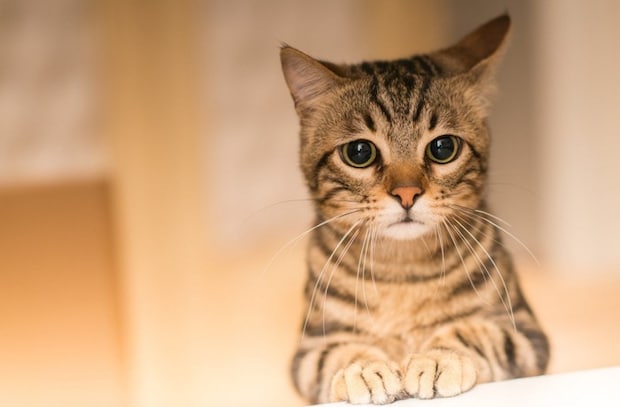 不安そうな目をしている猫