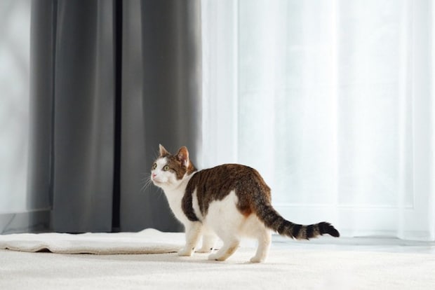 室内で立ち止まりどこかを見つめる猫