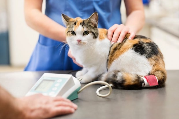 動物病院で血圧測定中の猫